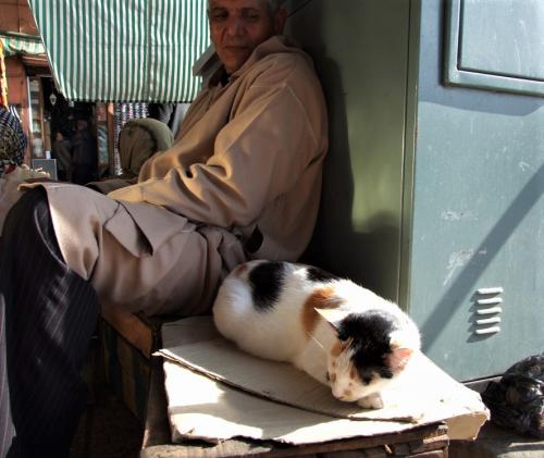 モロッコ人は猫が好き