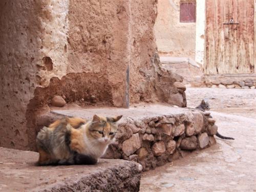 モロッコ一番の美形猫
